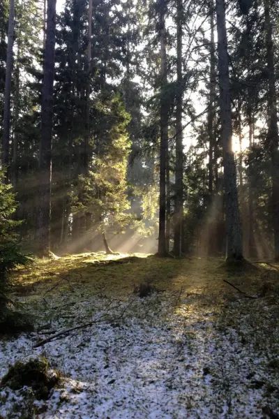 Весенний лес