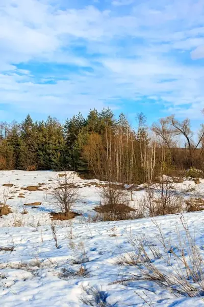 Весна лес проталины