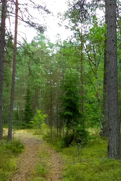 Волкуша Лыткарино лес
