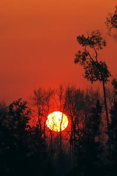Закат в лесу