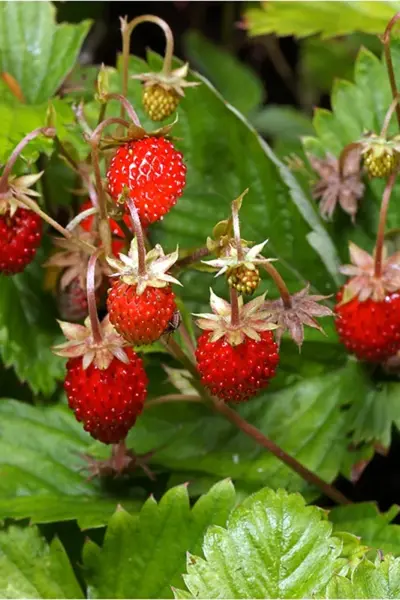 Земляника Лесная Fragaria vesca