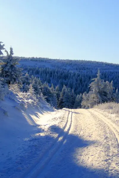 Зимний лес