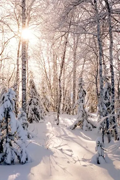 Зимний лес