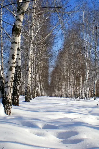 Зимний лес березы