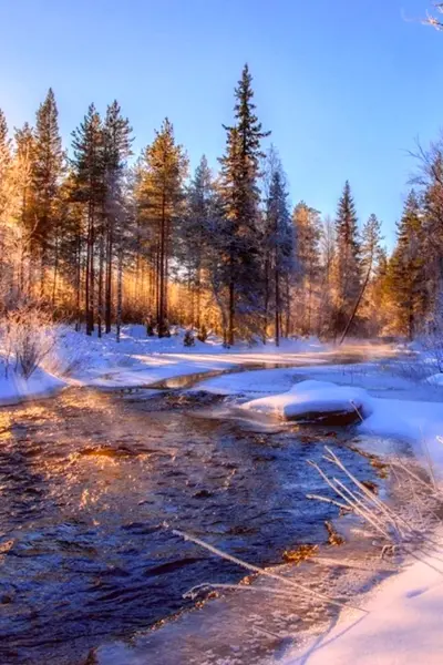 Зимний лес в Карелии