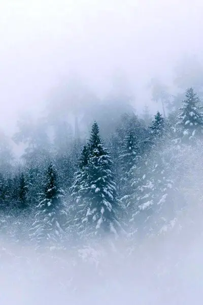 Зимний туманный лес